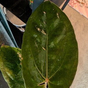 May include: Close-up of a large, glossy, dark green leaf with prominent veins. The leaf is part of a plant, possibly an Anthurium, with a reddish stem and small white pot. The plant is indoors, with a blurred background.