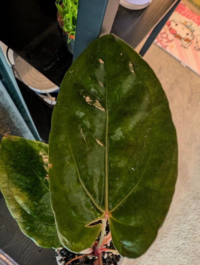 May include: Close-up of a large, glossy, dark green leaf with prominent veins. The leaf is part of a plant, possibly an Anthurium, with a reddish stem and small white pot. The plant is indoors, with a blurred background.