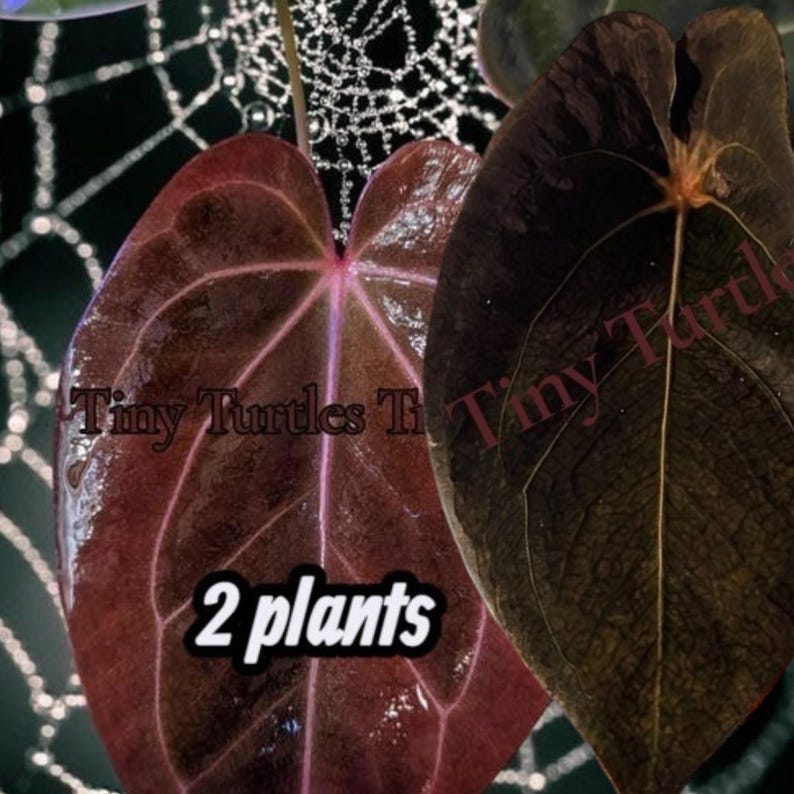 Op de afbeelding: Close-up van twee hartvormige bladeren, &eacute;&eacute;n diep bordeauxrood met prominente nerven, de andere donkerbruin. De tekst "Tiny Turtles" en "2 plants" zijn zichtbaar. De achtergrond heeft een spinnenwebontwerp.
