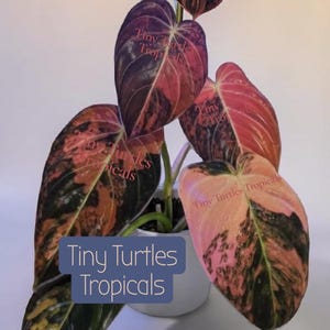 photinia red robin solitr Photinia fraseri 'Red Robin' Solitr