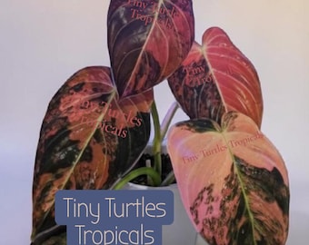 Philodendron Variegated Melanochrysum: multiple leaves, colors