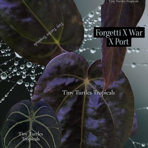 K&ouml;nnte beinhalten: Dunkelviolette, herzf&ouml;rmige Bl&auml;tter mit ausgepr&auml;gter Aderung sind in einer Gruppe angeordnet. Ein Spinnennetz mit Wassertropfen ist im Hintergrund zu sehen. Der Text "Tiny Turtles Tropicals" und "Forgetti X War X Port" ist auf dem Bild zu sehen.