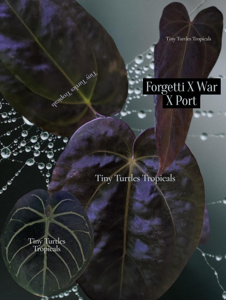 K&ouml;nnte beinhalten: Dunkelviolette, herzf&ouml;rmige Bl&auml;tter mit ausgepr&auml;gter Aderung sind in einer Gruppe angeordnet. Ein Spinnennetz mit Wassertropfen ist im Hintergrund zu sehen. Der Text "Tiny Turtles Tropicals" und "Forgetti X War X Port" ist auf dem Bild zu sehen.