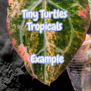 May include: A white ceramic mug with a black handle and the text "But First, Coffee" in a bold, black font. The mug is sitting on a wooden surface. The mug appears to be 12 ounces.