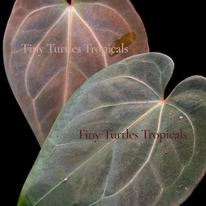 May include: Close-up of two heart-shaped leaves with prominent veins. The top leaf is a muted reddish-brown, while the lower leaf is a deep green. The text "Tiny Turtles Tropicals" is visible on both leaves against a black background.
