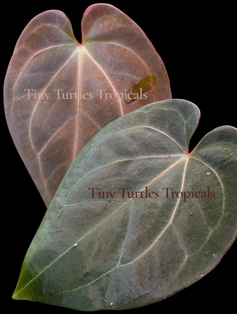 May include: Close-up of two heart-shaped leaves with prominent veins. The top leaf is a muted reddish-brown, while the lower leaf is a deep green. The text "Tiny Turtles Tropicals" is visible on both leaves against a black background.