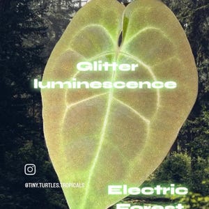 May include: A heart-shaped green leaf with a shimmering texture and prominent veins, overlaid with the text Glitter luminescence and Electric Forest, plus the Instagram handle @TINY.TURTLES.TROPICALS, set against a dark forest background.