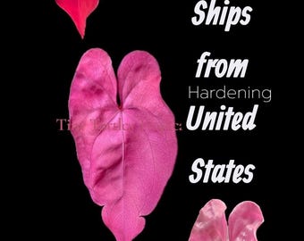 Anthurium variegado Barbie Pink variegado Tezula AOS: esqueje