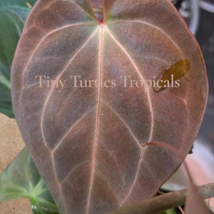 Puede incluir: Primer plano de una hoja en forma de coraz&oacute;n con venas prominentes. La hoja es de color marr&oacute;n oscuro con venas y bordes de color rosa rojizo. El texto "Tiny Turtles Tropicals" es visible en la hoja.