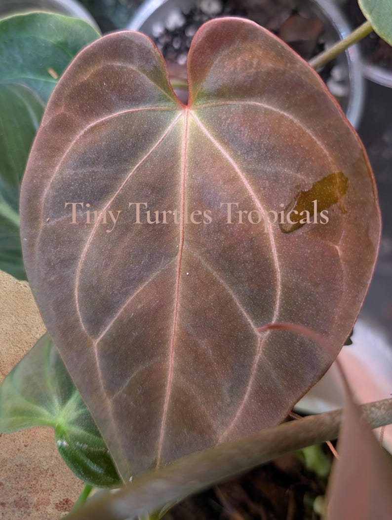 Puede incluir: Primer plano de una hoja en forma de coraz&oacute;n con venas prominentes. La hoja es de color marr&oacute;n oscuro con venas y bordes de color rosa rojizo. El texto "Tiny Turtles Tropicals" es visible en la hoja.