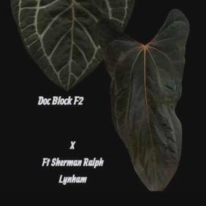 May include: Two dark green leaves with prominent white veining and a reddish-orange stem are displayed against a black background. The text "Doc Block F2" and "X Ft Sherman Ralph Lynham" are also visible.