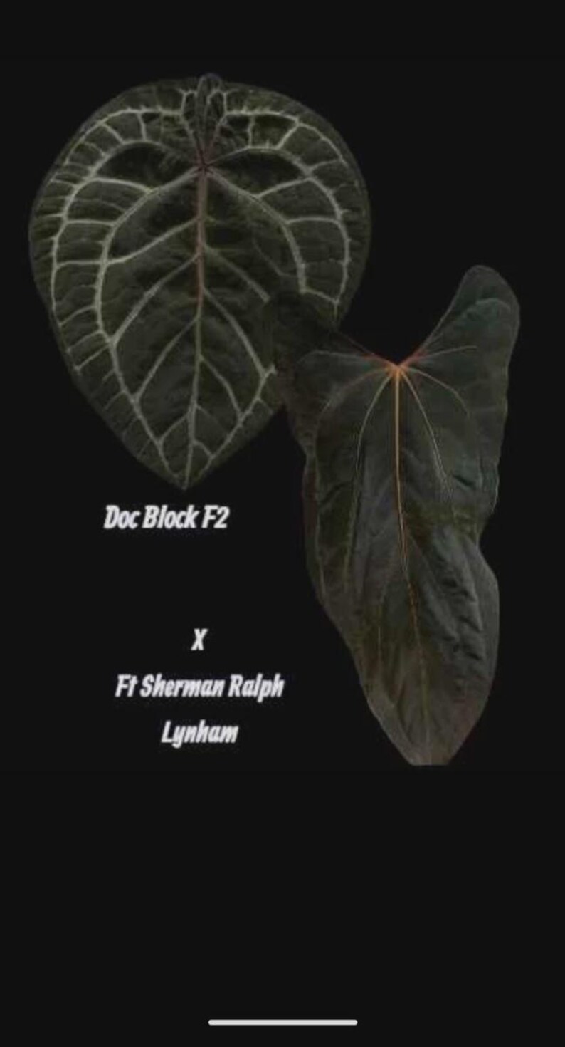 May include: Two dark green leaves with prominent white veining and a reddish-orange stem are displayed against a black background. The text "Doc Block F2" and "X Ft Sherman Ralph Lynham" are also visible.