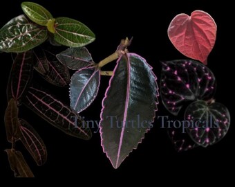 Pink Variegated Terrarium Bundle: Piper Sp, Labisia, Piper Porphyrophyllum, Anthurium, Begonias 12 plants