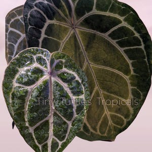 May include: Two heart-shaped Anthurium leaves with prominent white veining and deep green coloration. The smaller leaf has a glossy, textured surface with water droplets. The text Tiny Turtles Tropicals is visible across the leaves.