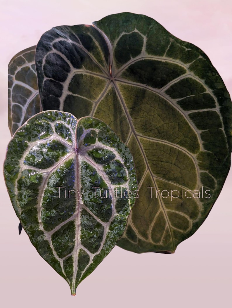 May include: Two heart-shaped Anthurium leaves with prominent white veining and deep green coloration. The smaller leaf has a glossy, textured surface with water droplets. The text Tiny Turtles Tropicals is visible across the leaves.