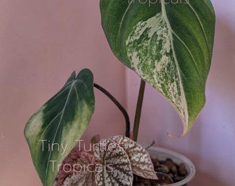 Variegated Gloriosum Philodendron Galaxy: exact
