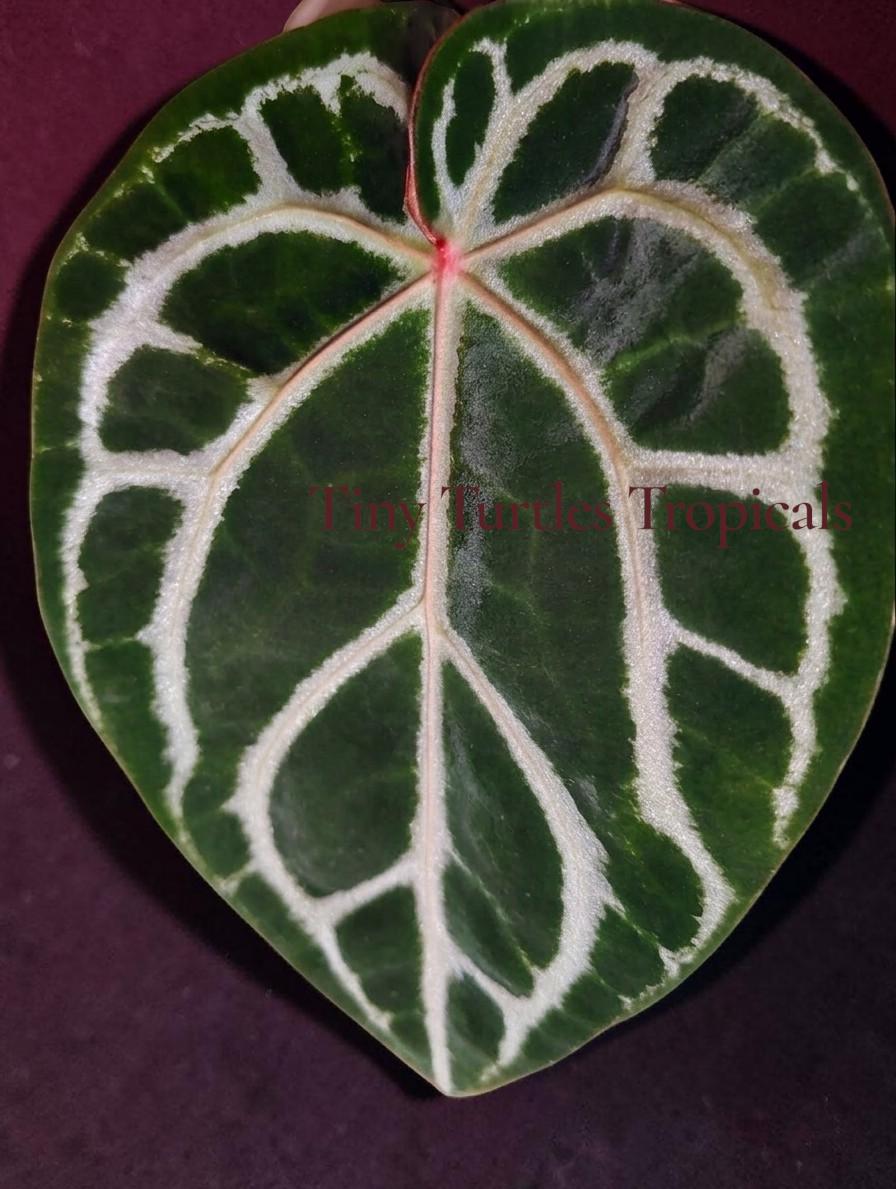 Anthurium Michelle X Zara Doc Block - Etsy