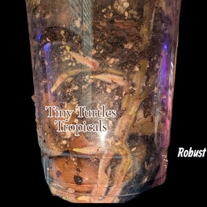 May include: A clear plastic cup filled with dark potting soil and visible plant roots. The text Tiny Turtles Tropicals is printed in white on the front, and the text Robust roots is printed in white on the lower right side of the cup.