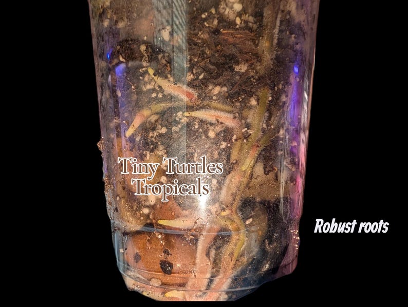 May include: A clear plastic cup filled with dark potting soil and visible plant roots. The text Tiny Turtles Tropicals is printed in white on the front, and the text Robust roots is printed in white on the lower right side of the cup.