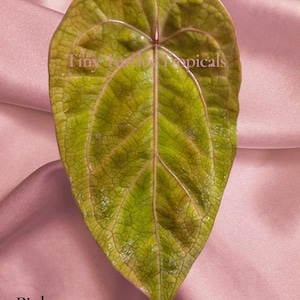 Puede incluir: Primer plano de una hoja en forma de coraz&oacute;n con una superficie texturizada. La hoja es principalmente verde con tonos marrones y rosas, y venas prominentes. El texto "Tiny Turtle Tropicals" y "Pink emergents" son visibles.