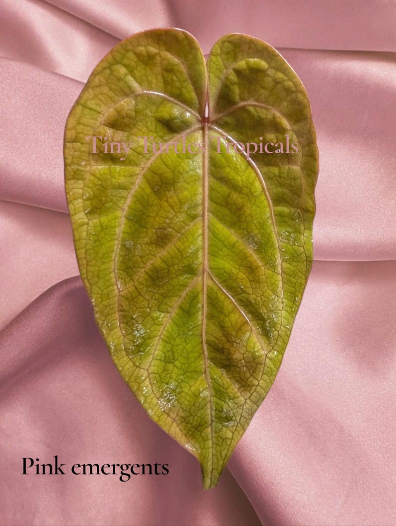 Puede incluir: Primer plano de una hoja en forma de coraz&oacute;n con una superficie texturizada. La hoja es principalmente verde con tonos marrones y rosas, y venas prominentes. El texto "Tiny Turtle Tropicals" y "Pink emergents" son visibles.
