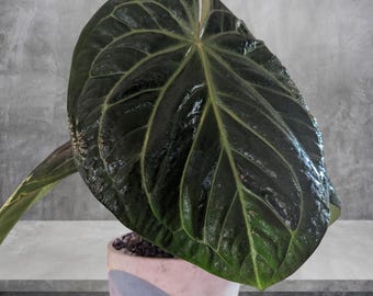 Anthurium King of Spades, tamaño de floración extra grande con follaje o corte inferior.