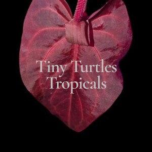 May include: A deep red anthurium flower with a glossy heart-shaped spathe and a central spadix. The text Tiny Turtles Tropicals is centered on the petal, with Bright red emergents Red flowers printed in white text at the bottom against a black background.
