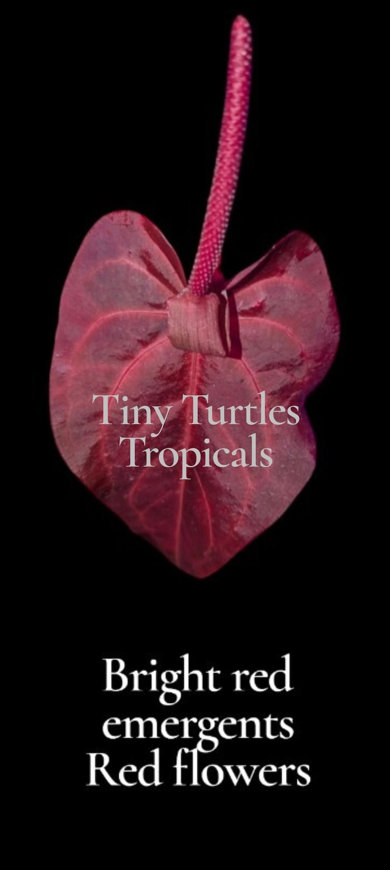 May include: A deep red anthurium flower with a glossy heart-shaped spathe and a central spadix. The text Tiny Turtles Tropicals is centered on the petal, with Bright red emergents Red flowers printed in white text at the bottom against a black background.