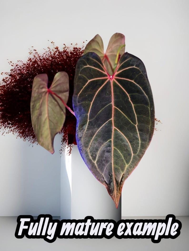 May include: A close-up of a fully mature Anthurium leaf with dark green and red veins. The leaf is in a white vase with a red background. The text "Fully mature example" is at the bottom.