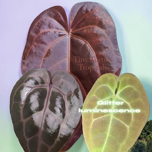 May include: Three heart-shaped plant leaves with distinct textures and colors. One large dark burgundy leaf, one medium dark purple leaf with prominent veins, and one smaller light green leaf with the text Glitter luminescence Electric Forest.