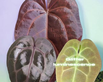 Anthurium Color Bundle: Red Velvet Cake, Michelle, and Electric Forest