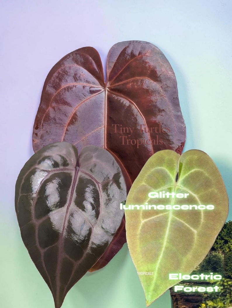 May include: Three heart-shaped plant leaves with distinct textures and colors. One large dark burgundy leaf, one medium dark purple leaf with prominent veins, and one smaller light green leaf with the text Glitter luminescence Electric Forest.