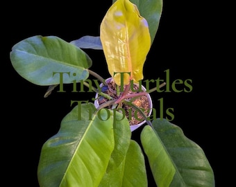 Filodendro variegado Jungle Fever: planta exacta