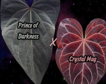 Príncipe de las Tinieblas x Crystal Mag Anthurium: COMPLEMENTO