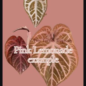 philodendorn house plant gaint Philodendron Giant  Lux Art Silks