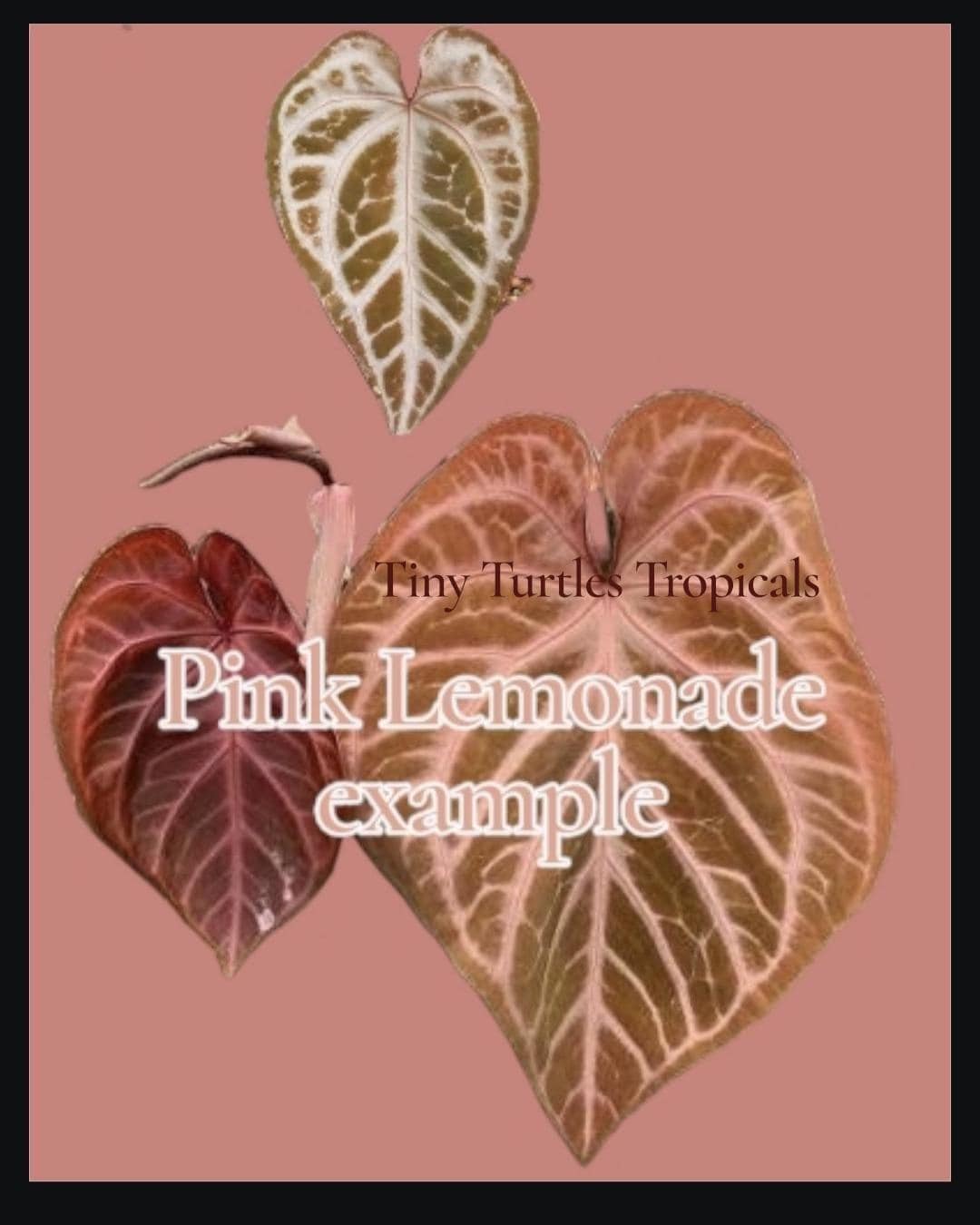 Anthurium Pink lemonade ULTRA✖️レッドクリスタリナム Anthurium Pink lemonade ULTRA✖️レッドクリスタリナム 【公式通販】
