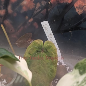 Puede incluir: Primer plano de una hoja verde con venas prominentes, etiquetada como "Doc. Block". La hoja en forma de coraz&oacute;n est&aacute; rodeada de otras plantas en un terrario. Tambi&eacute;n se ve el texto "Tiny Yankee's Tropicals".