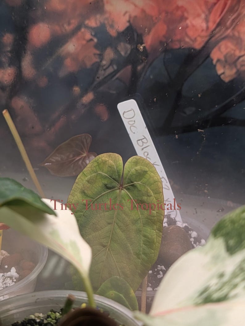 Puede incluir: Primer plano de una hoja verde con venas prominentes, etiquetada como "Doc. Block". La hoja en forma de coraz&oacute;n est&aacute; rodeada de otras plantas en un terrario. Tambi&eacute;n se ve el texto "Tiny Yankee's Tropicals".