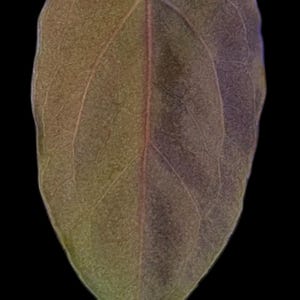 May include: A close-up of a leaf with a heart-like shape, featuring a gradient of colors from green to brown, with a prominent central vein. The word "Emergent" is written in white at the bottom.