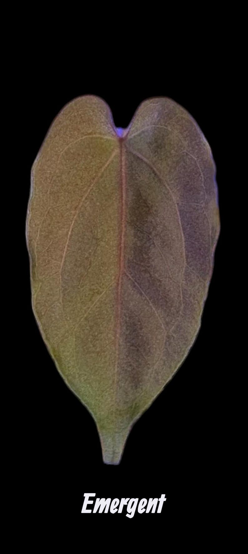 May include: A close-up of a leaf with a heart-like shape, featuring a gradient of colors from green to brown, with a prominent central vein. The word "Emergent" is written in white at the bottom.