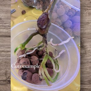 May include: A close-up of a plant cutting with visible roots inside a clear plastic container. The cutting is surrounded by brown, porous clay pebbles. The text "Cuts example" is visible on the container.