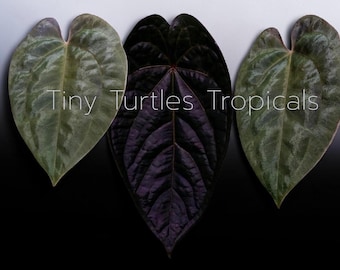 Anthurium Black Magic: opción de follaje híbrido SKG Dresserli x Luxurians en preventa