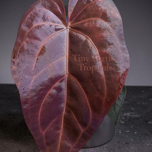 May include: A large, heart-shaped Anthurium leaf with a glossy, deep burgundy and dark purple surface. The leaf features prominent, lighter-colored veins and a smooth texture. The text Tiny Turtles Tropicals is printed in the center of the leaf.