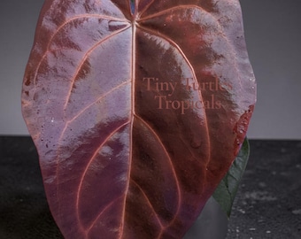 Doc Block Red Velvet Cake 24 x Dark and Handsome 9 Anthurium with foliage