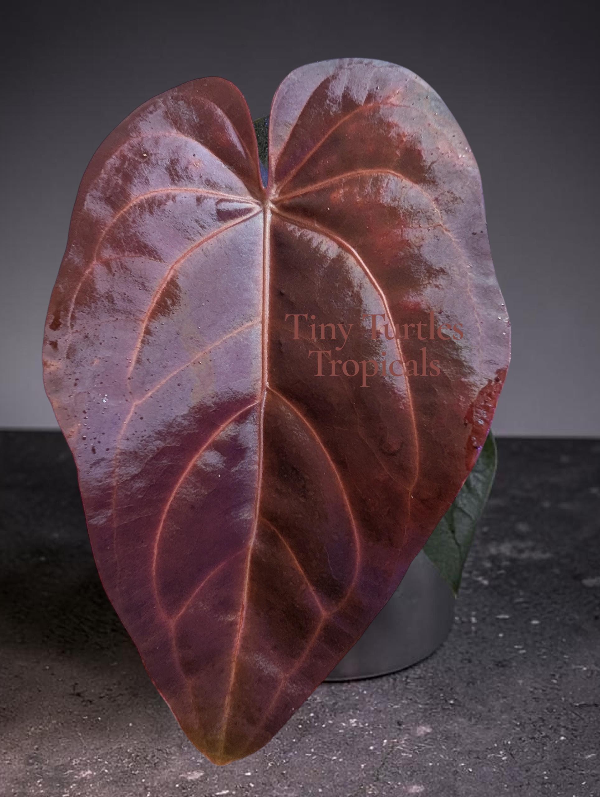 Anthurium Red Velvet Cake - Etsy
