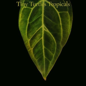 Puede incluir: Primer plano de una hoja verde con venas prominentes, sobre un fondo negro. El texto "Exact plant" y "Tiny Turtles Tropicals" son visibles. Debajo, el texto dice "Doc Block F2 X Dark Mama".