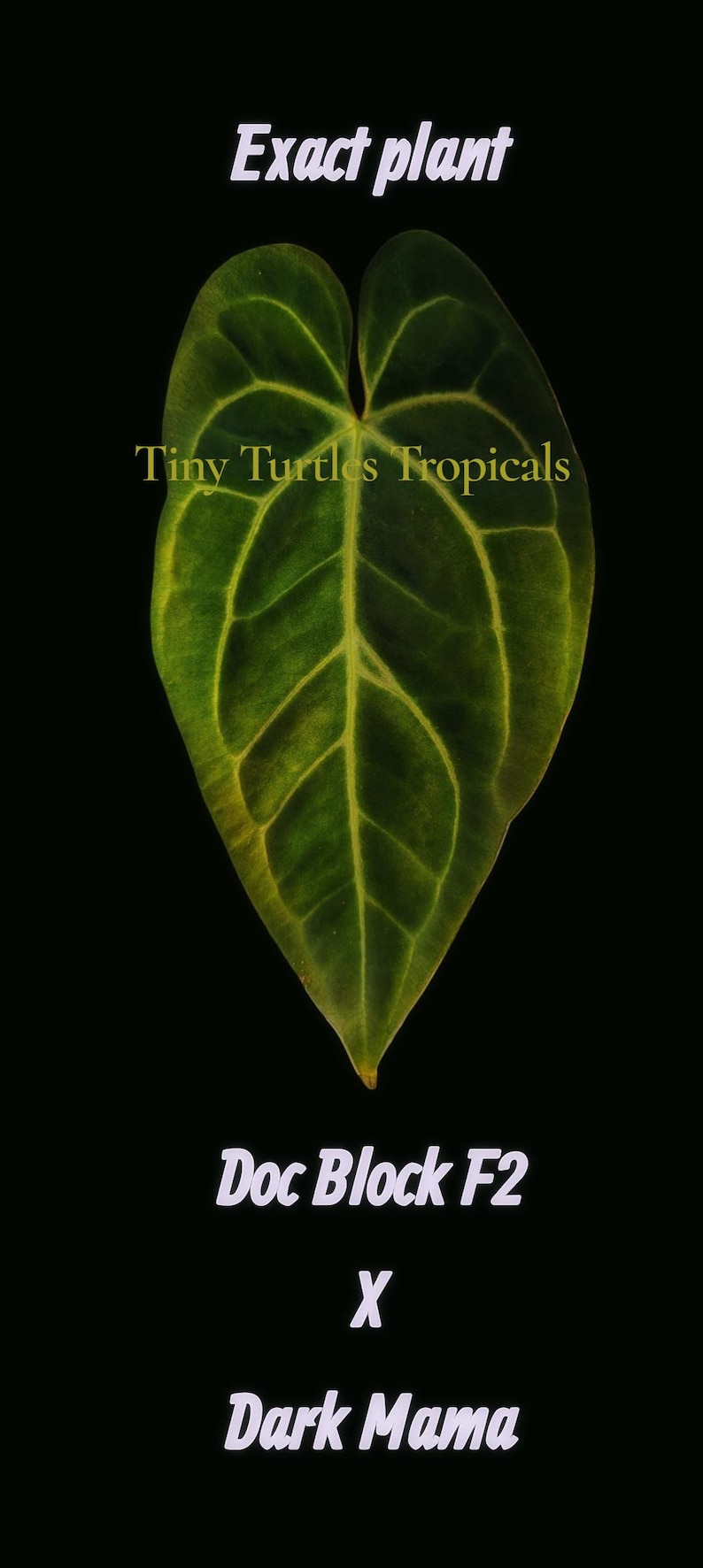 Puede incluir: Primer plano de una hoja verde con venas prominentes, sobre un fondo negro. El texto "Exact plant" y "Tiny Turtles Tropicals" son visibles. Debajo, el texto dice "Doc Block F2 X Dark Mama".