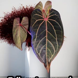 May include: A houseplant with large, heart-shaped, dark green leaves featuring prominent pink veins, displayed in a white cylindrical vase. Behind the plant is a dark red, textured, feathery element. The text "Fully mature example" is at the bottom.