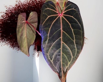 Doc Block Red Velvet Cake 24' x Dark and Handsome 9' Anthurium with foliage