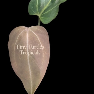 May include: A close-up of a plant with two leaves against a black background. The larger leaf is a muted pinkish-brown color with prominent veins, and the smaller leaf is green. The text "Tiny Turtles Tropicals" is visible on the larger leaf.